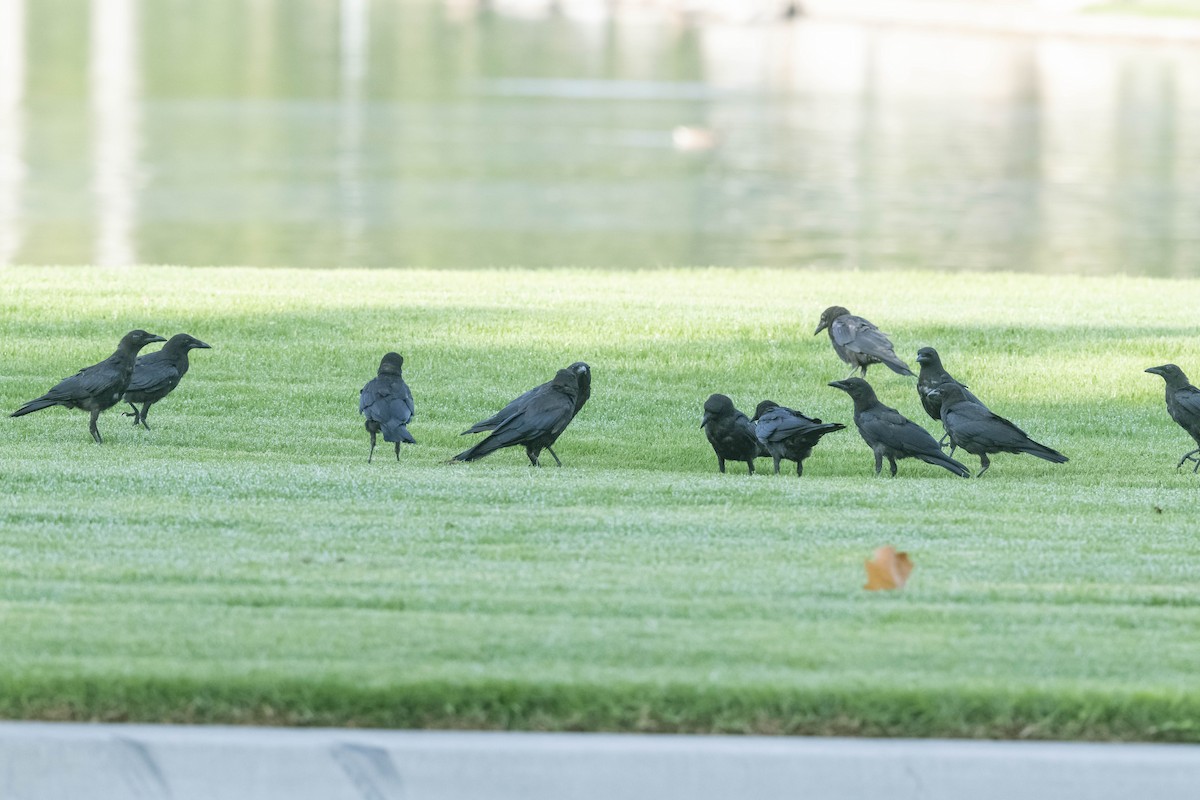 American Crow - ML358124381