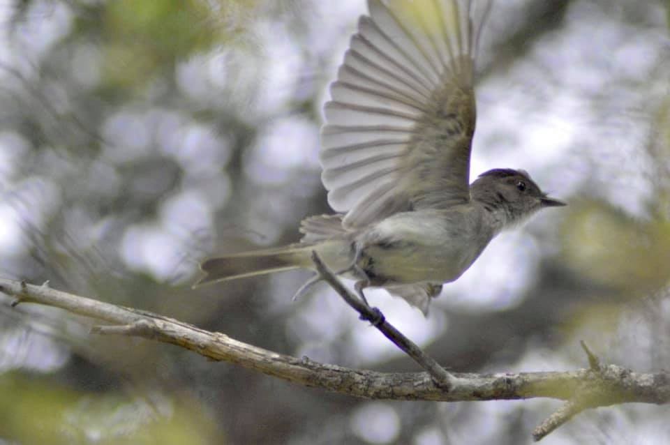 Eastern Phoebe - ML358124431