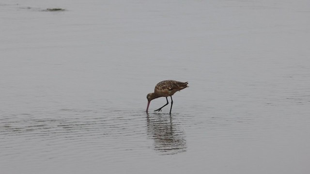 Marbled Godwit - ML358126661