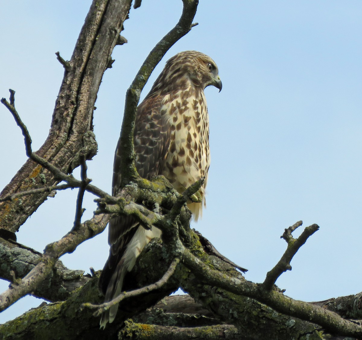 Red-shouldered Hawk - ML358128631