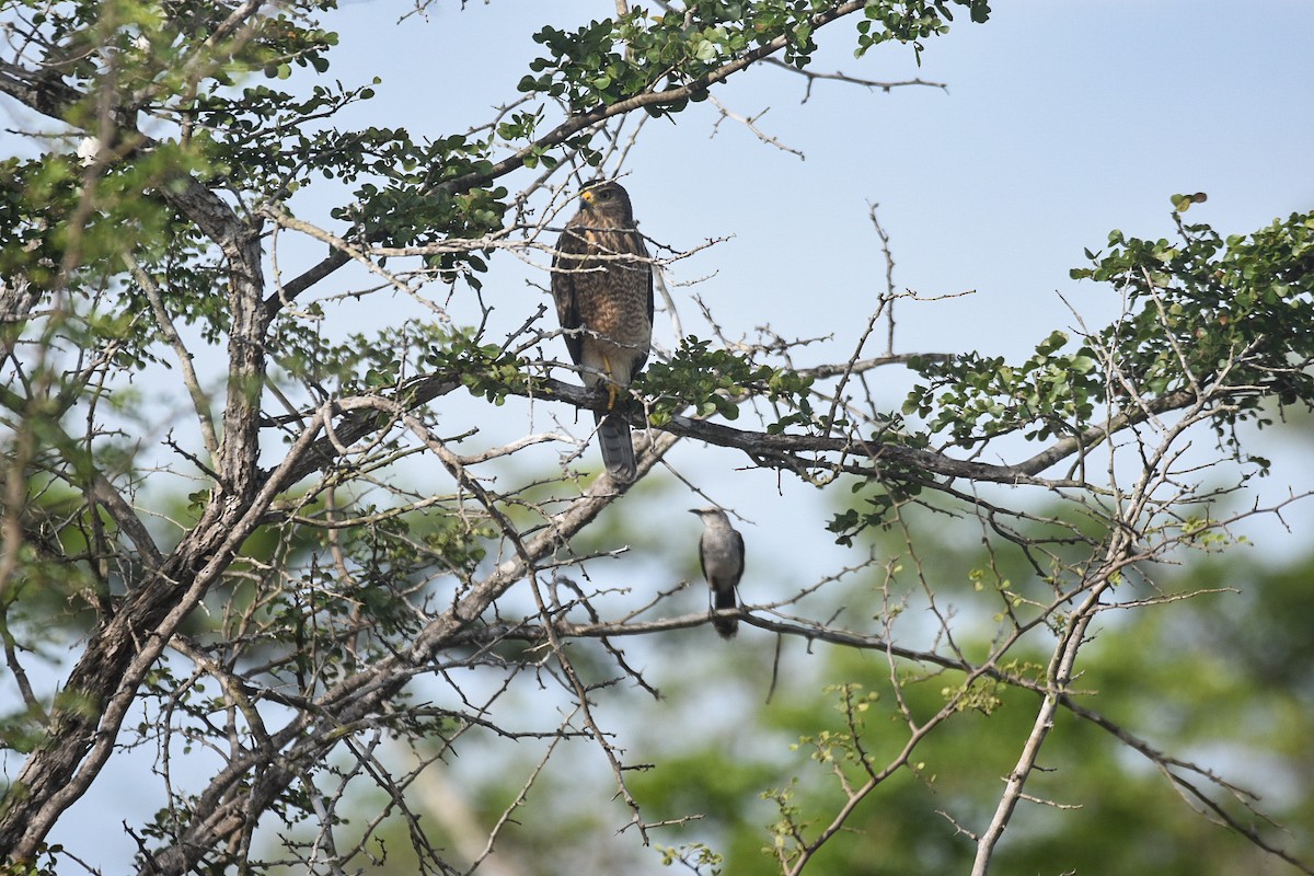 Roadside Hawk - ML358128941