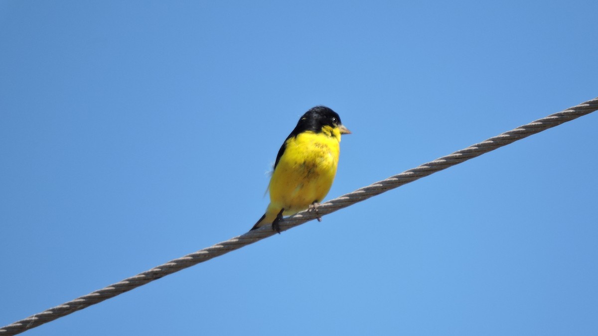 Lesser Goldfinch - ML35813021