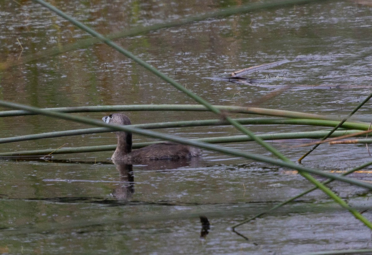 Pied-billed Grebe - ML358130571