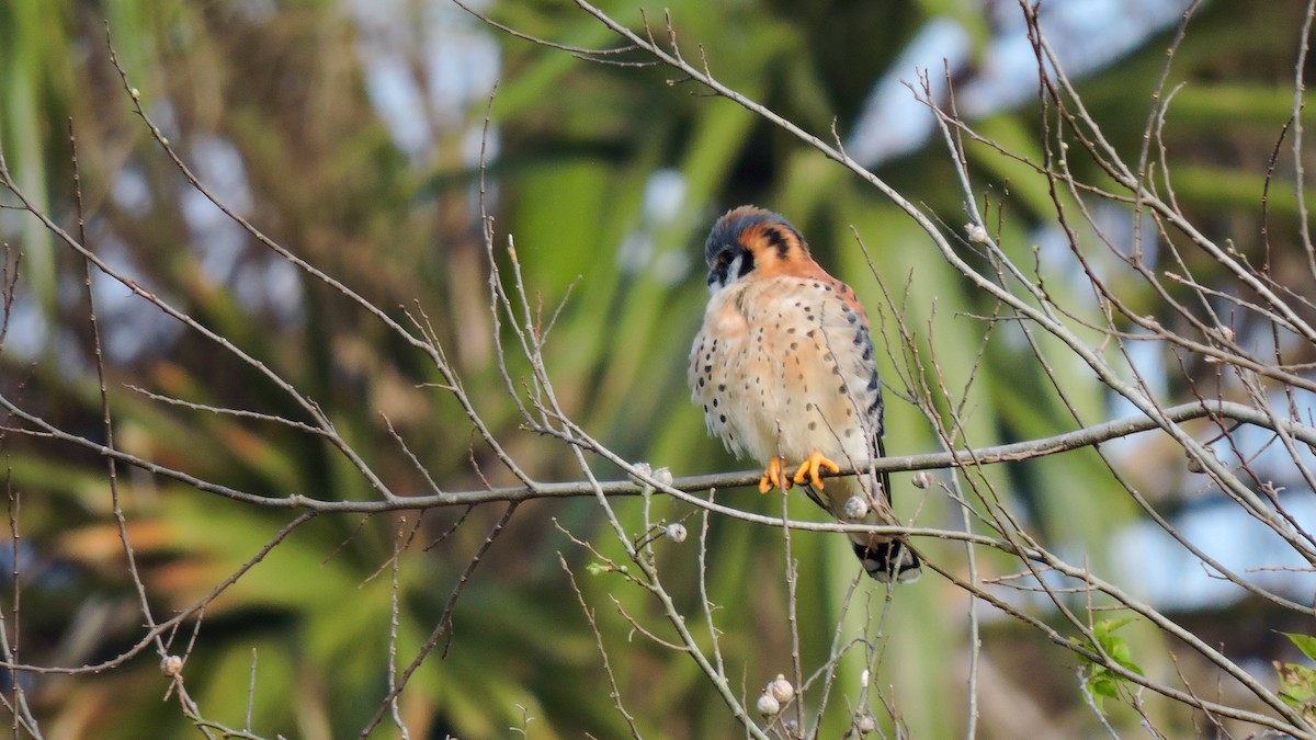 American Kestrel - ML35813211