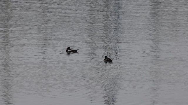 Surf Scoter - ML358132581