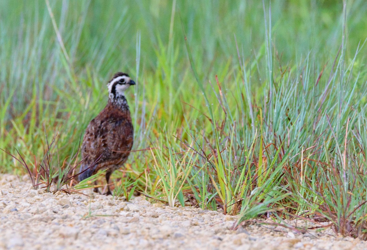 Northern Bobwhite - ML358133471