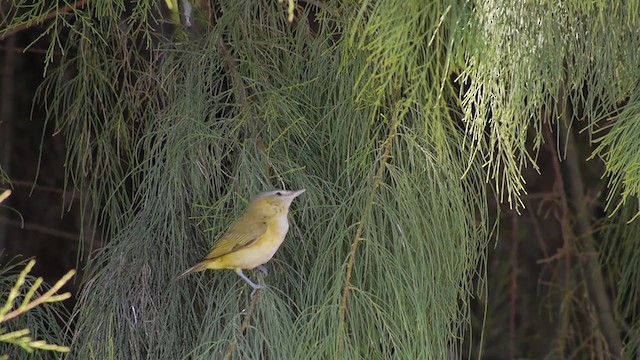 Vireo Verdiamarillo - ML358136511