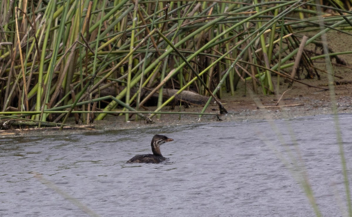 Pied-billed Grebe - ML358136681