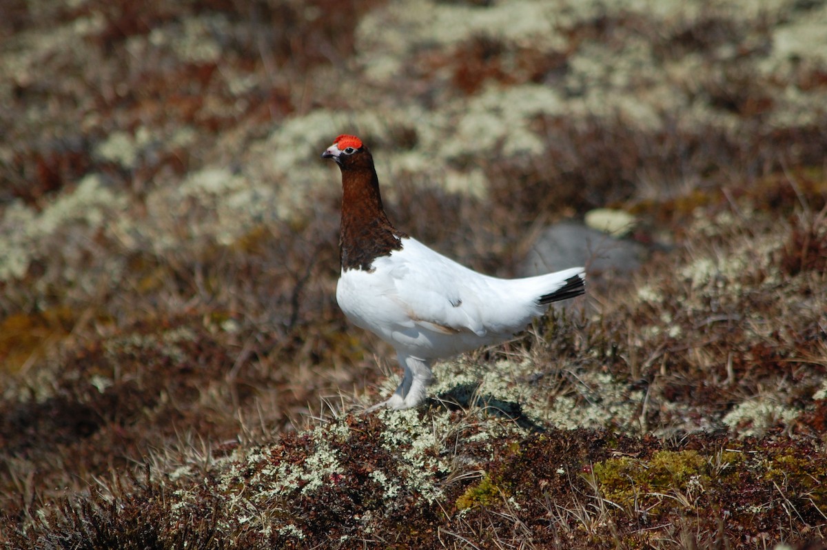 Willow Ptarmigan - PC Smith