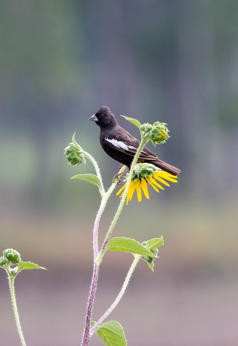 Lark Bunting - Ric Olson