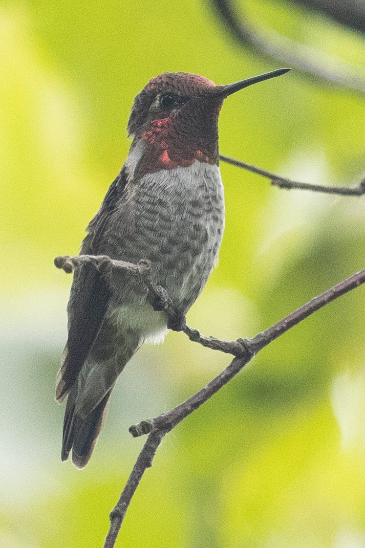 rødmaskekolibri - ML358147691