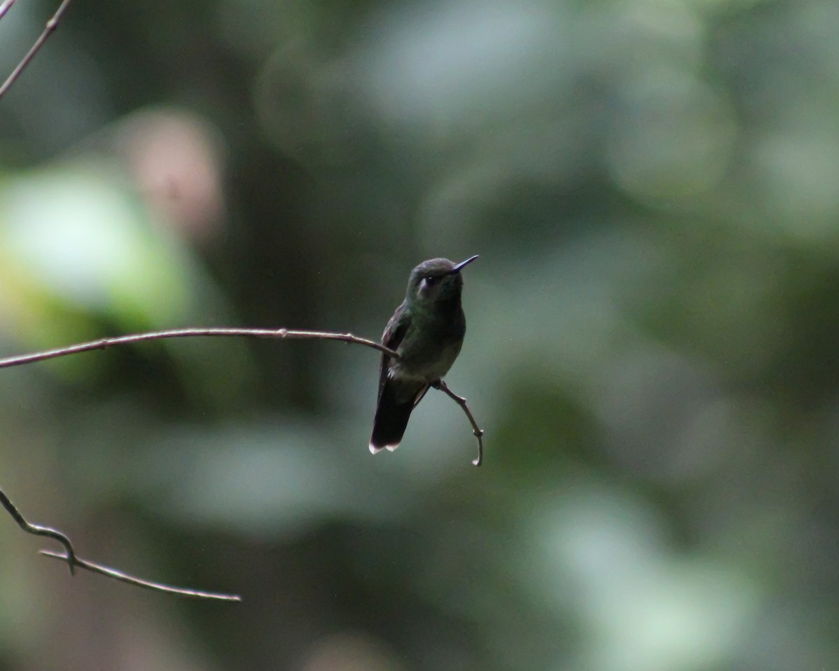 Emerald-chinned Hummingbird - ML358147761