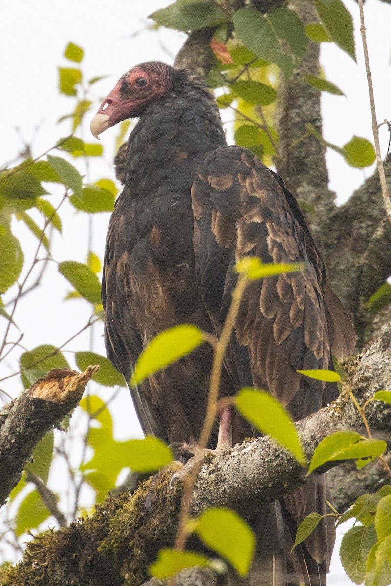 Turkey Vulture - Colin Clasen