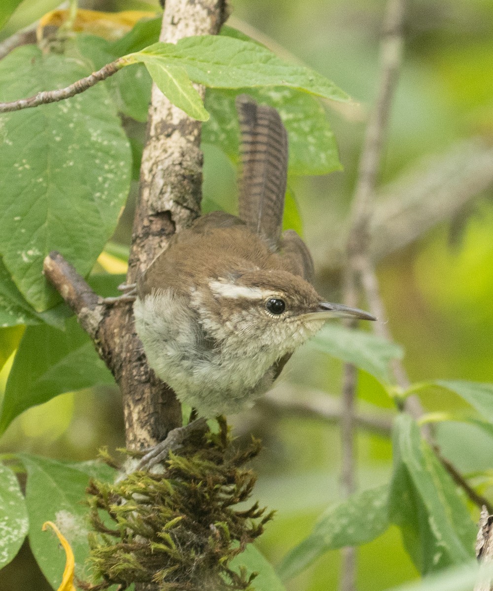 Bewick's Wren - ML358148101