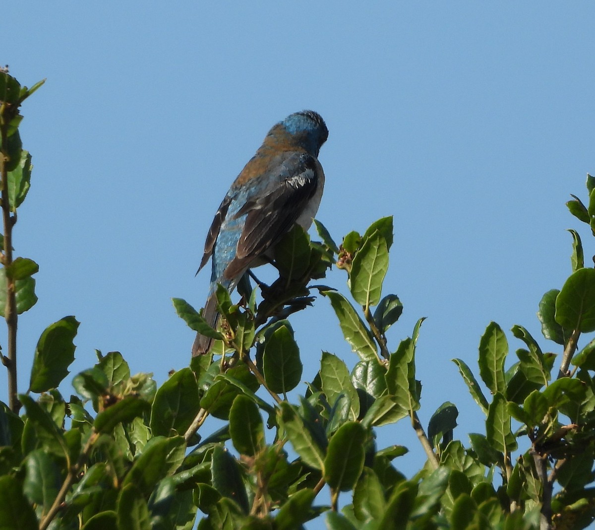Lazuli Bunting - ML358148391