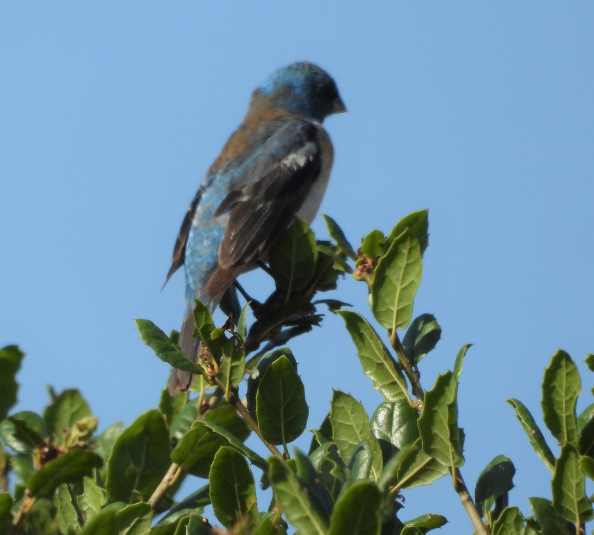 Lazuli Bunting - ML358148411