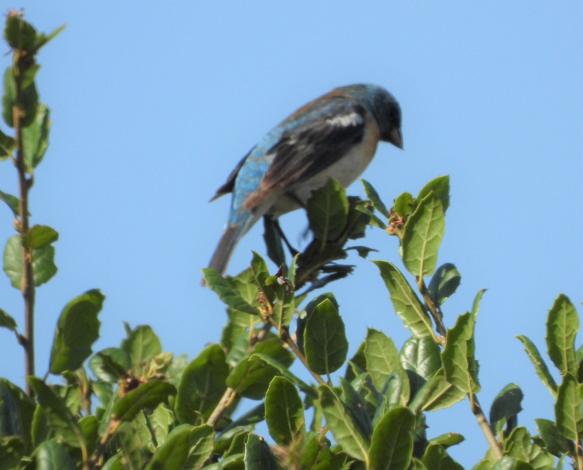Lazuli Bunting - ML358148421