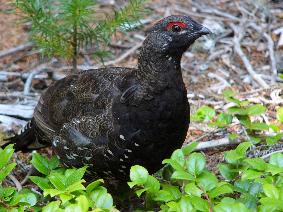 Spruce Grouse (Franklin's) - ML358148531