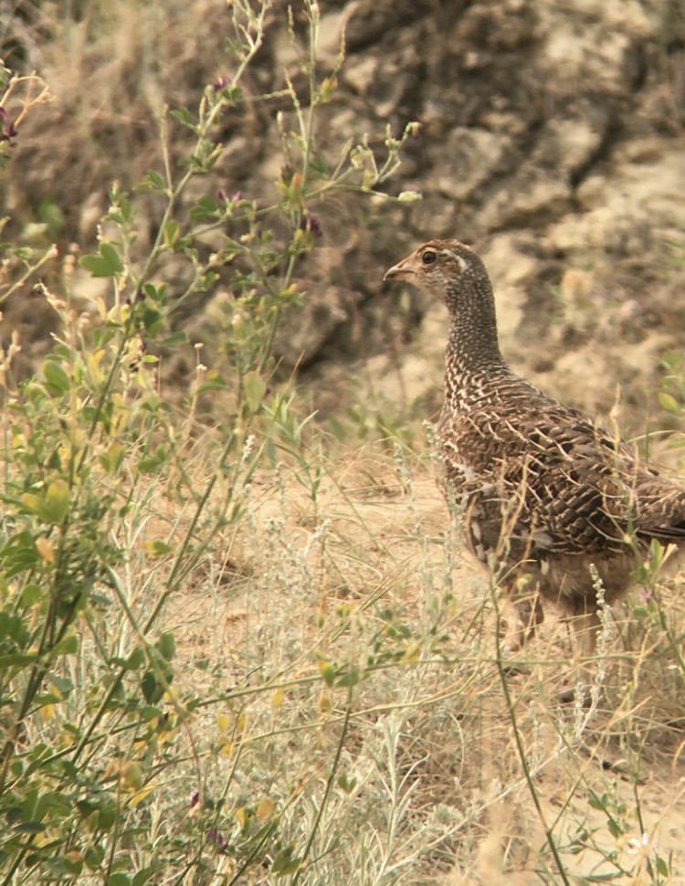 Ruffed Grouse - ML358149521