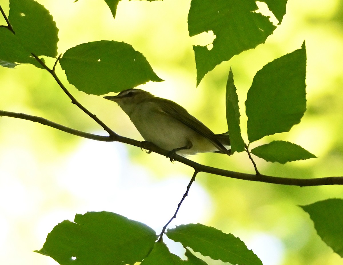 Red-eyed Vireo - FELIX-MARIE AFFA'A