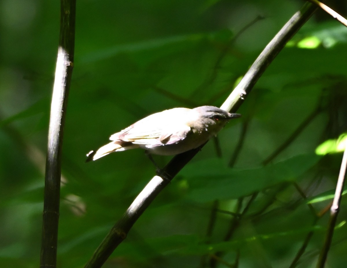 Red-eyed Vireo - FELIX-MARIE AFFA'A