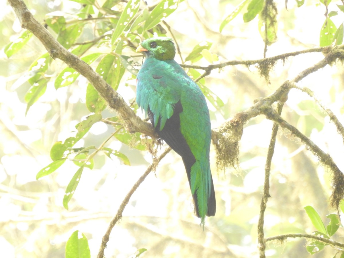 Quetzal Cabecidorado - ML358149961
