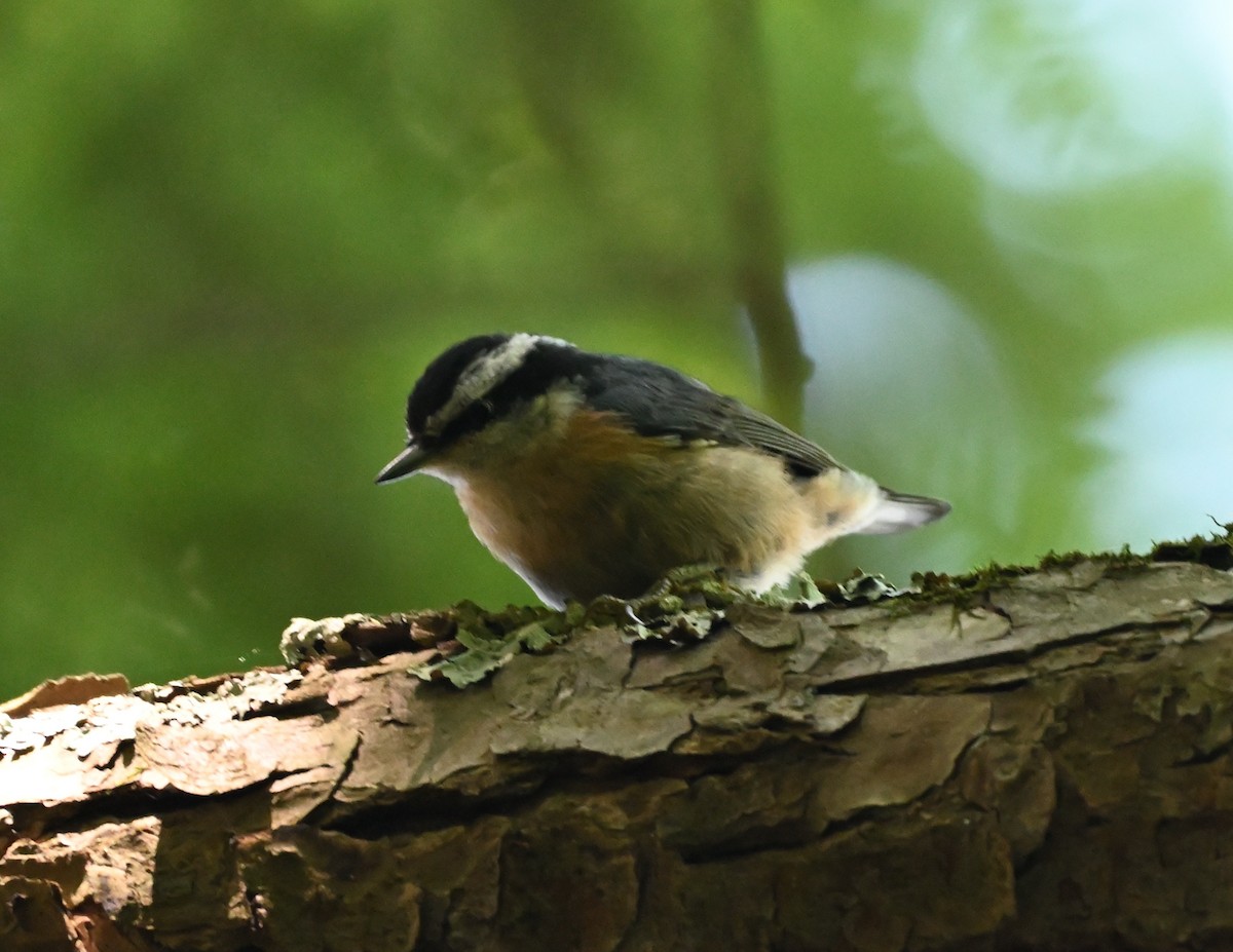 Red-breasted Nuthatch - ML358150101