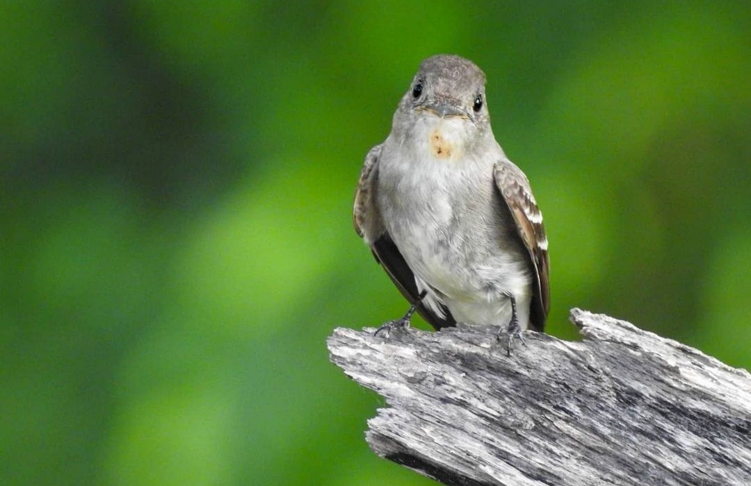 Eastern Wood-Pewee - ML358152791