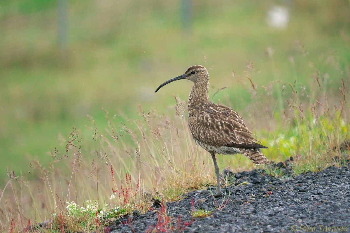 Whimbrel - ML35815371