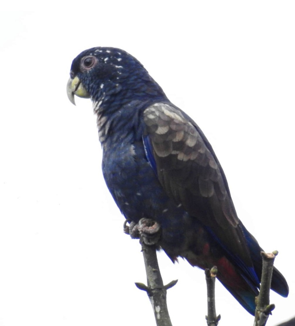 Bronze-winged Parrot - ML358154681