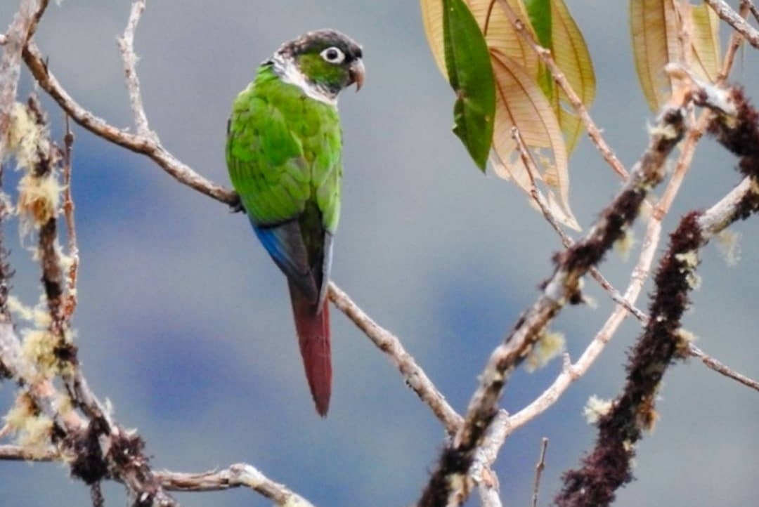 Maroon-tailed Parakeet - ML358155611