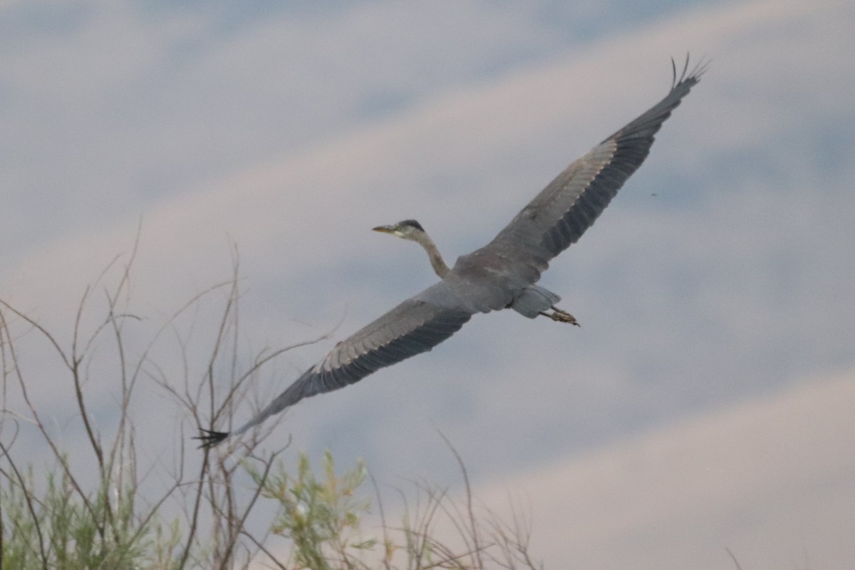 Great Blue Heron - ML358157311