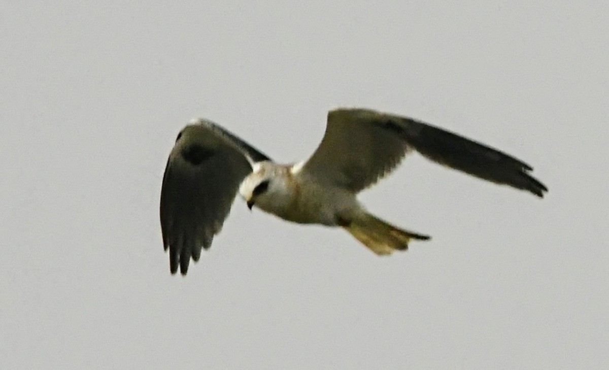 White-tailed Kite - ML358157411