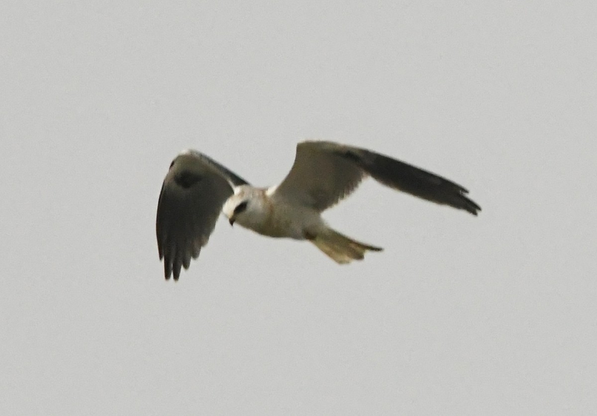 White-tailed Kite - ML358157421