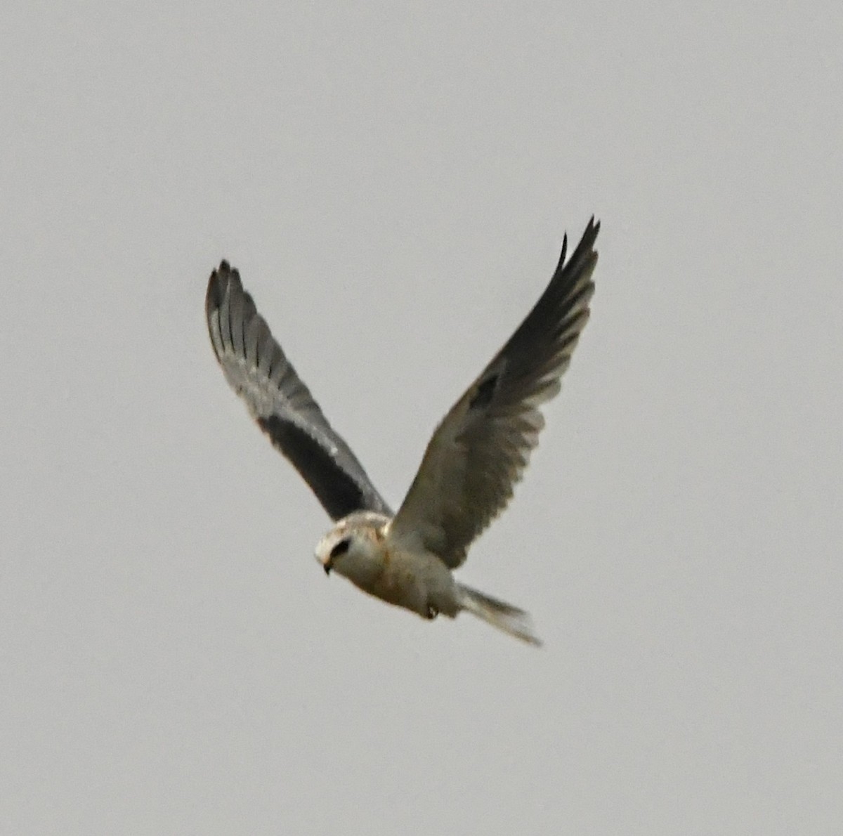 White-tailed Kite - ML358157431