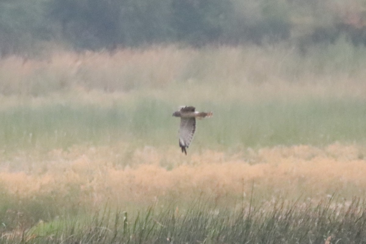 Northern Harrier - George Johnson