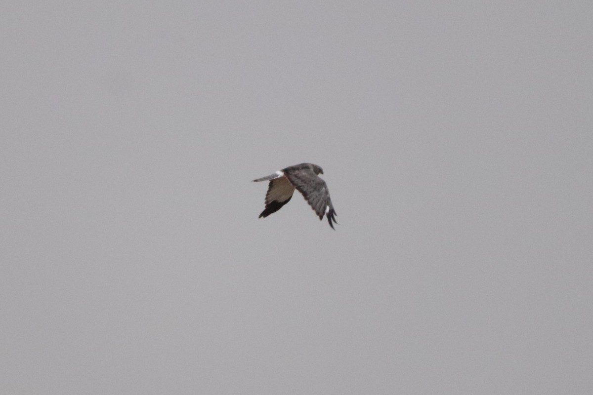 Northern Harrier - George Johnson