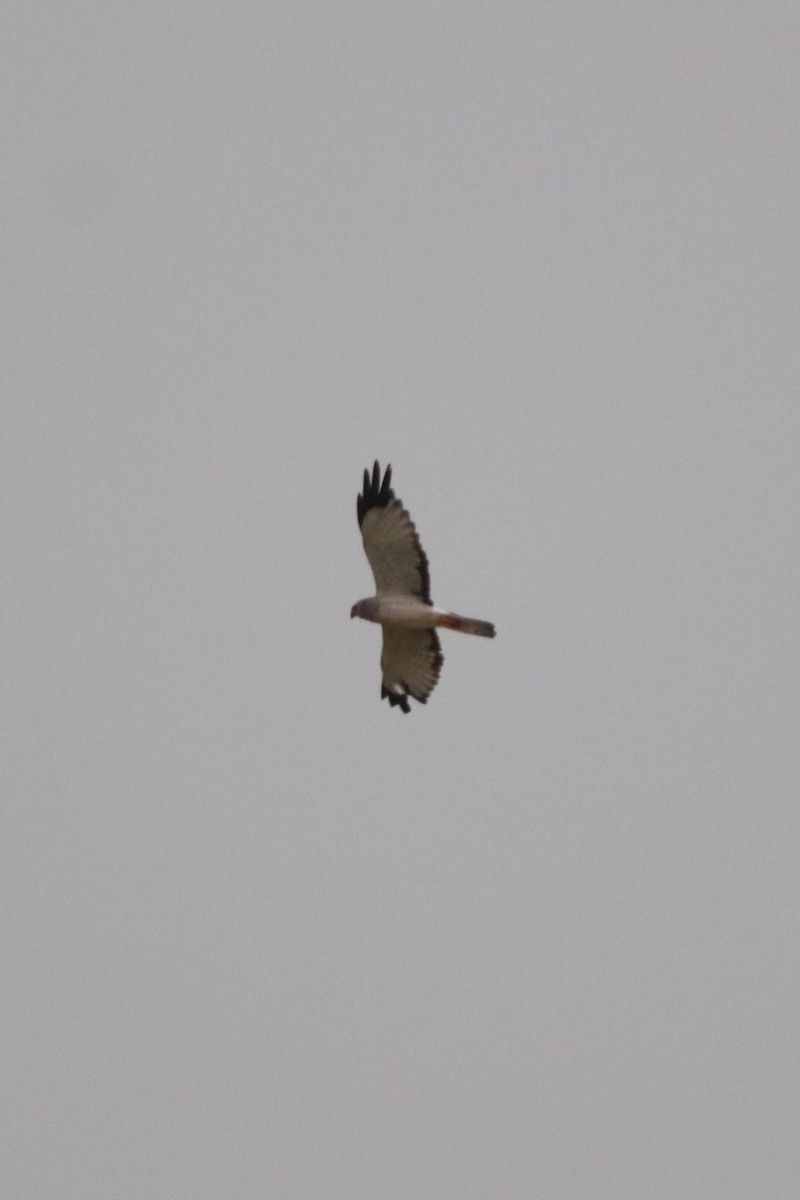 Northern Harrier - George Johnson