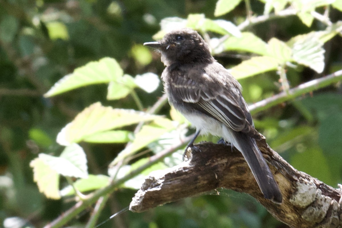 Black Phoebe - ML358159861