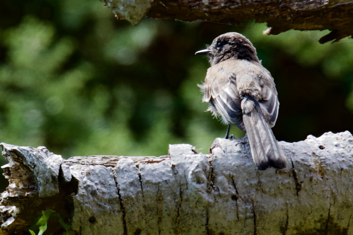 Black Phoebe - ML358160021