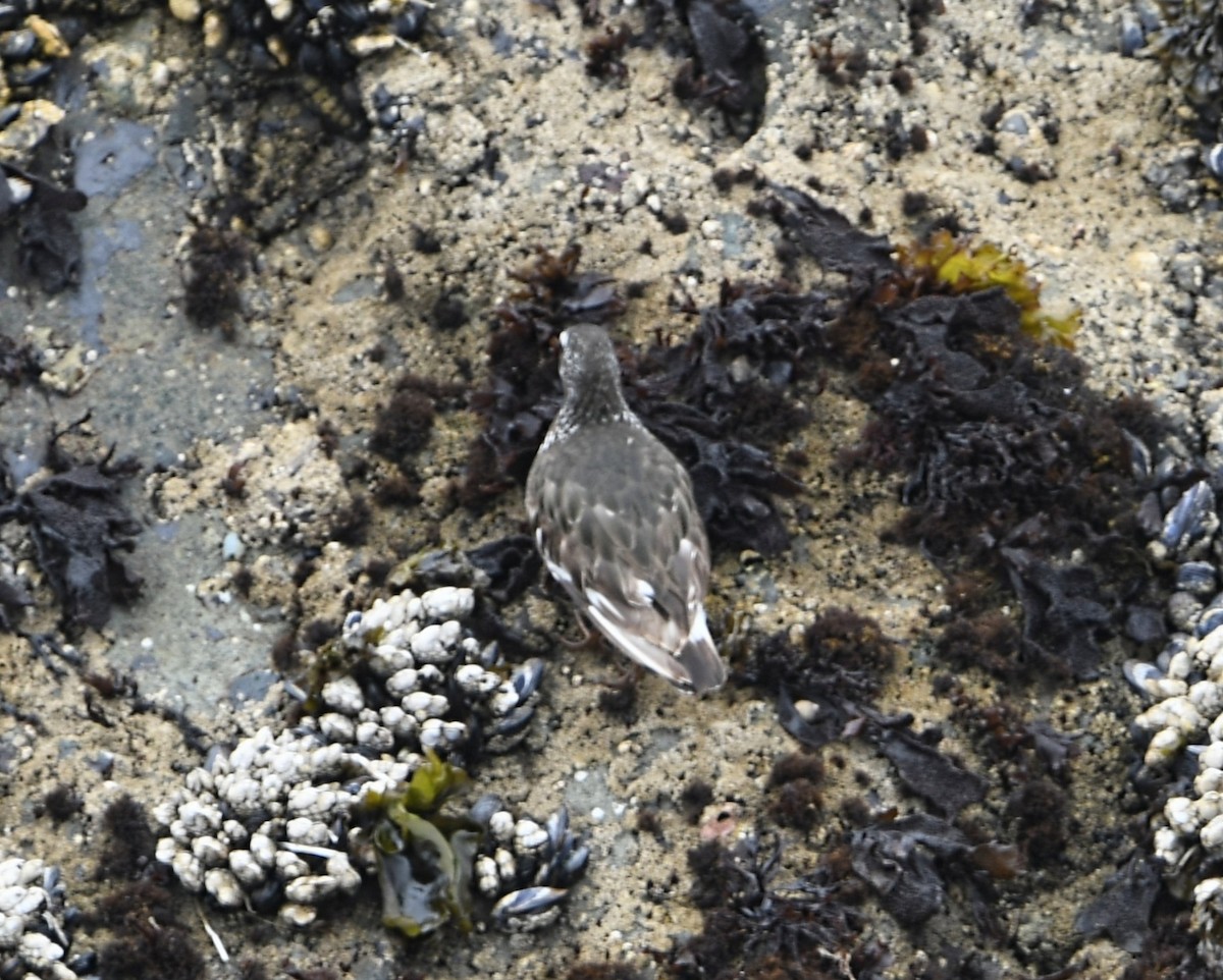 Black Turnstone - ML358160171