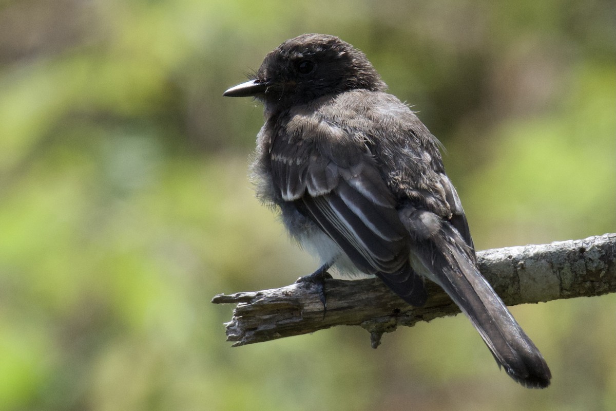 Black Phoebe - ML358160421