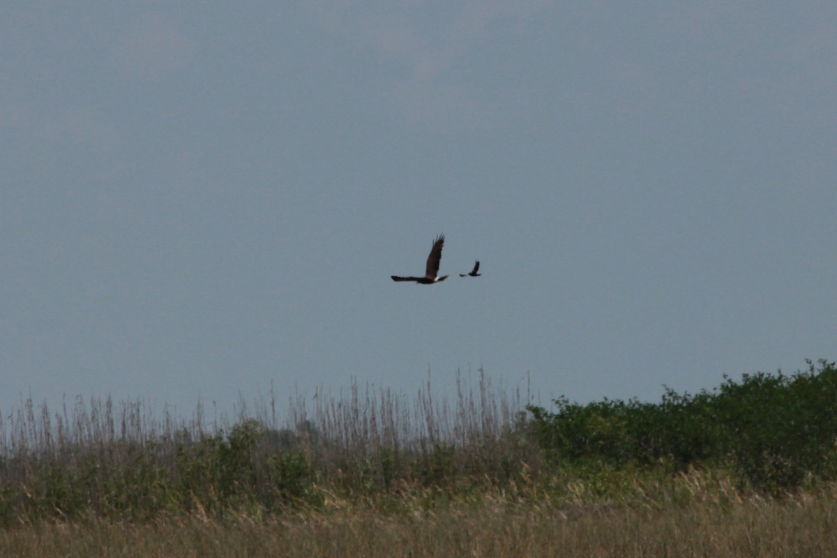 Snail Kite - ML358160661