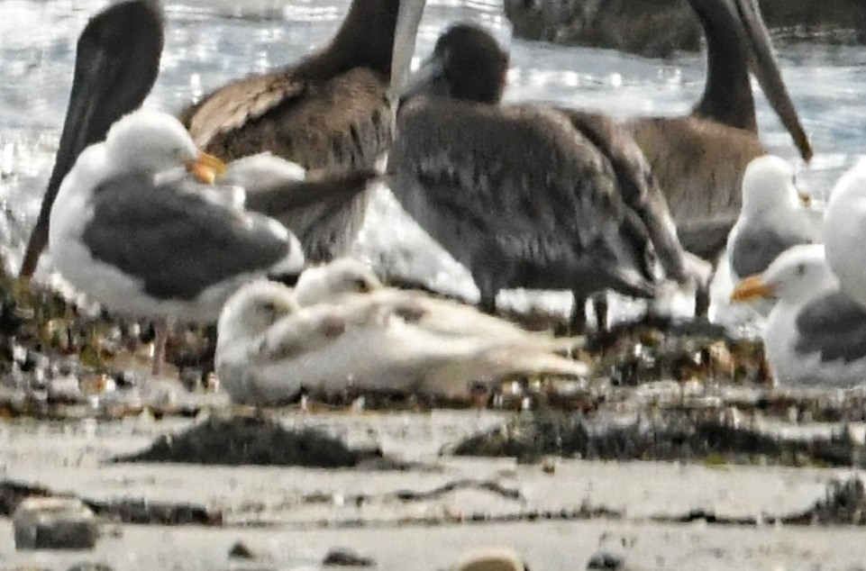 Glaucous-winged Gull - ML358161631