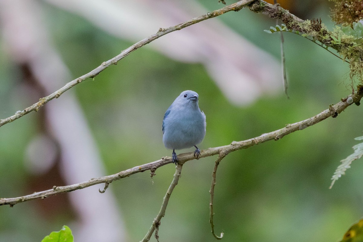 Blue-gray Tanager - ML358161881