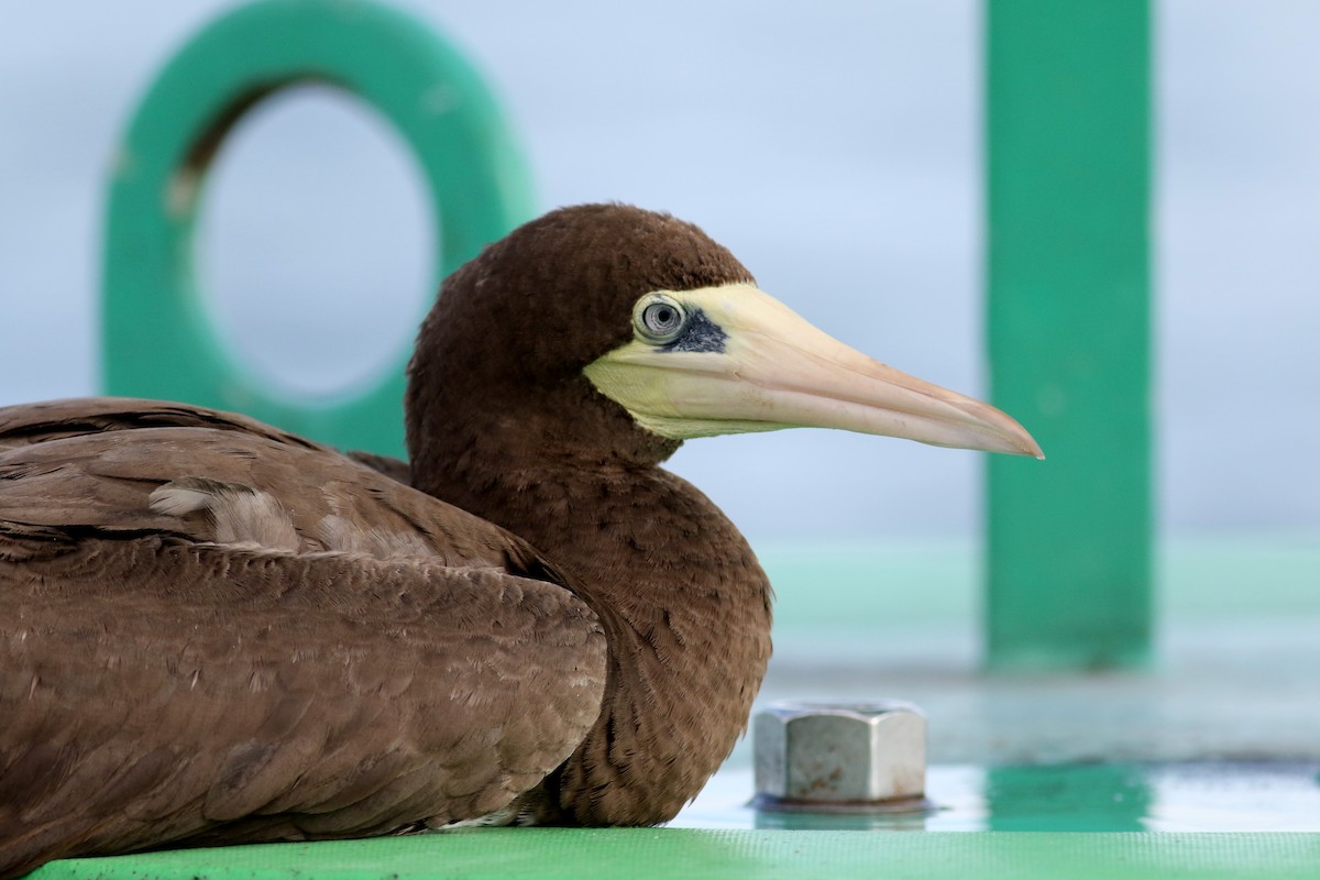 Brown Booby (Atlantic) - ML35816291