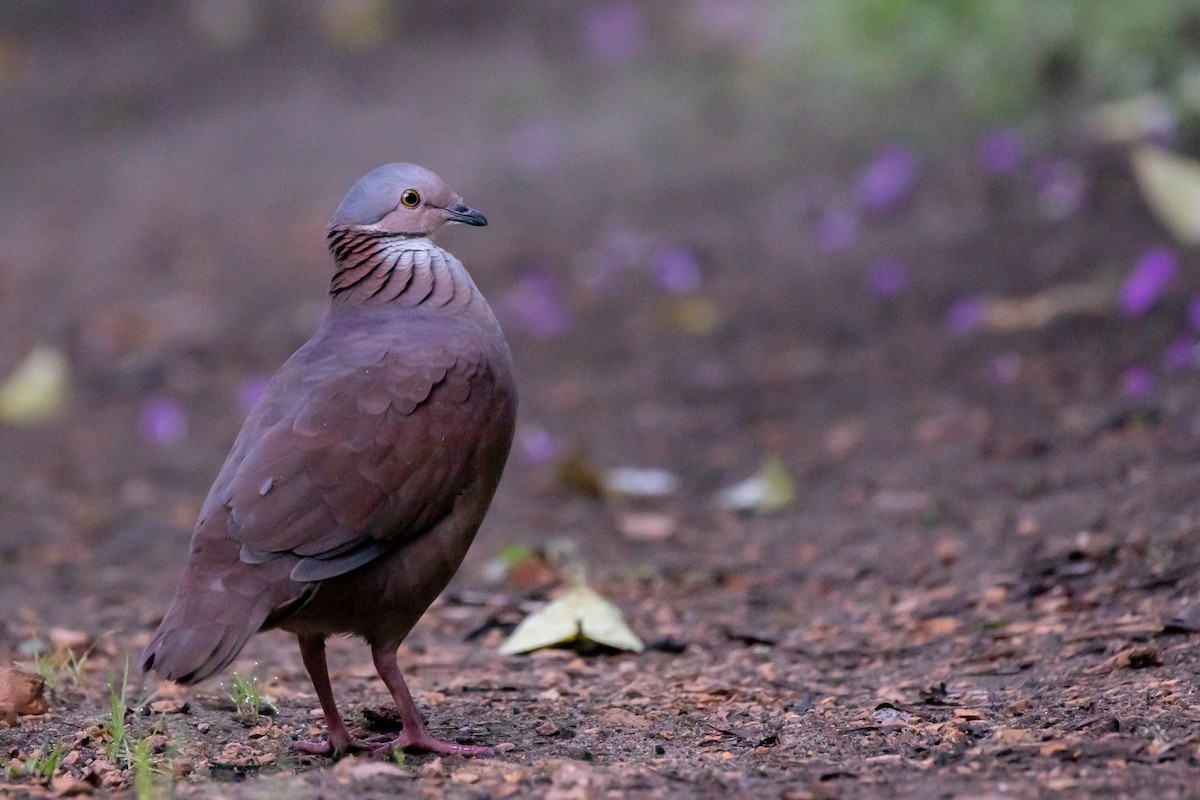 White-throated Quail-Dove - ML358163931