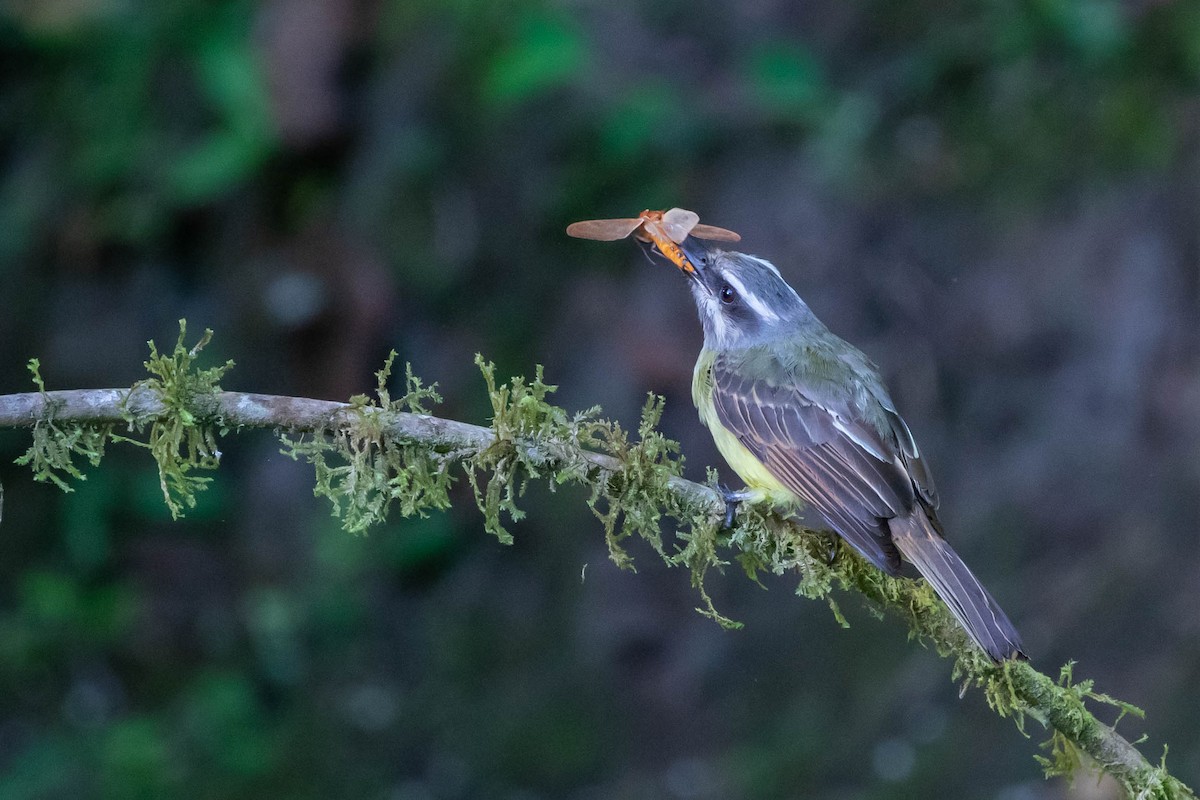 Golden-bellied Flycatcher - ML358163961