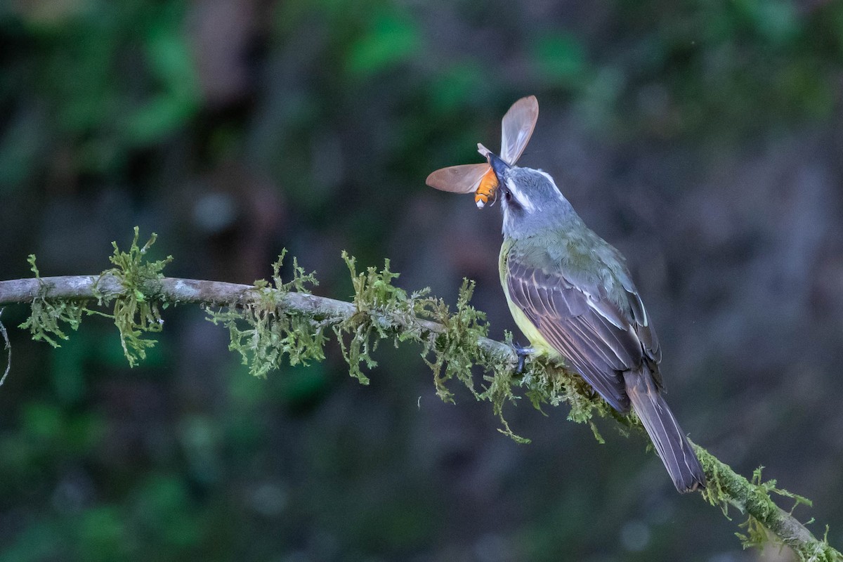 Golden-bellied Flycatcher - ML358164071