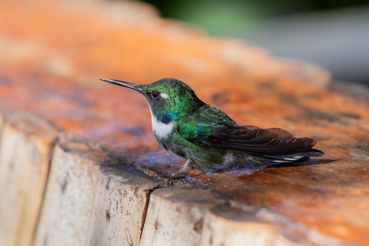 White-throated Daggerbill - ML358164381